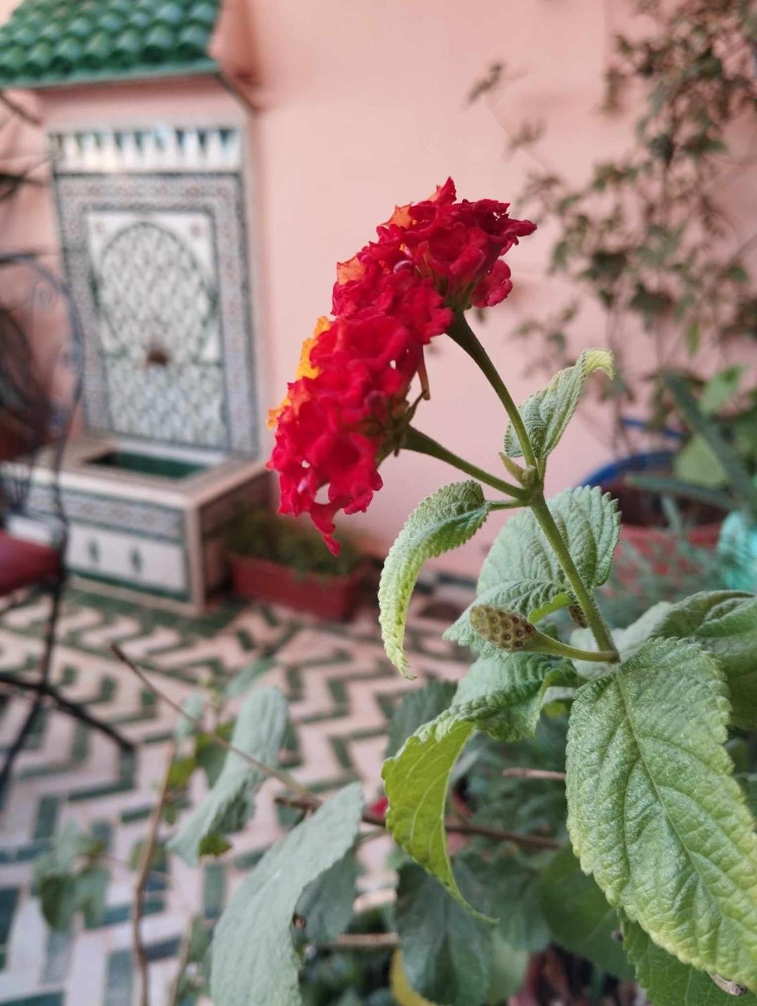 Hotel Dar Lantana Fez Esterno foto